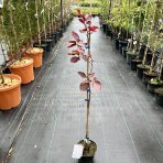 Buk lesný (Fagus sylvatica) ´PURPUREA TRICOLOR´ - výška 90-130 cm, kont. C3L